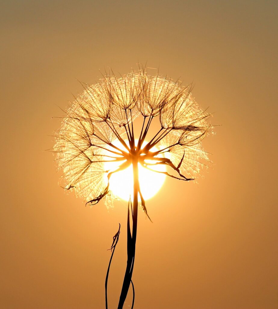 dandelion, sun, backlighting, flower background, silhouette, nature, flower, seeds, orange sun, sunset, dusk, twilight, flower wallpaper, orange sky, sun, beautiful flowers, sun, sun, sun, sun, flower, sunset