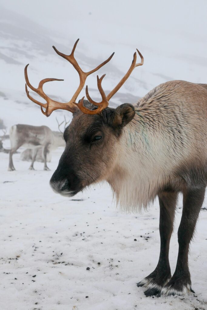 Majestic reindeer with antlers standing in snowy Tromsø, Norway. Capturing winter wildlife beauty.