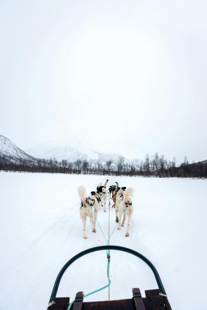 Experience the thrill of dog sledding through Tromsø's winter wonderland.