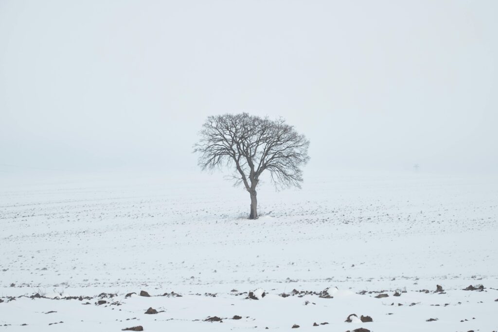 A lone tree stands in a vast snowy field, defining the essence of winter solitude.