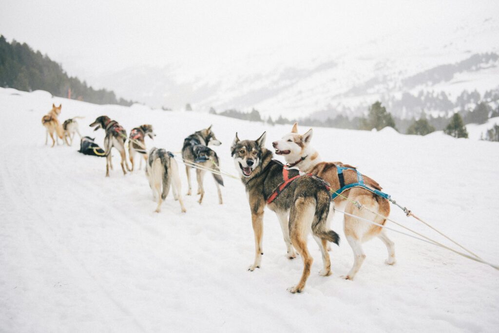 Team of huskies pulling a sled in a snowy mountain landscape.