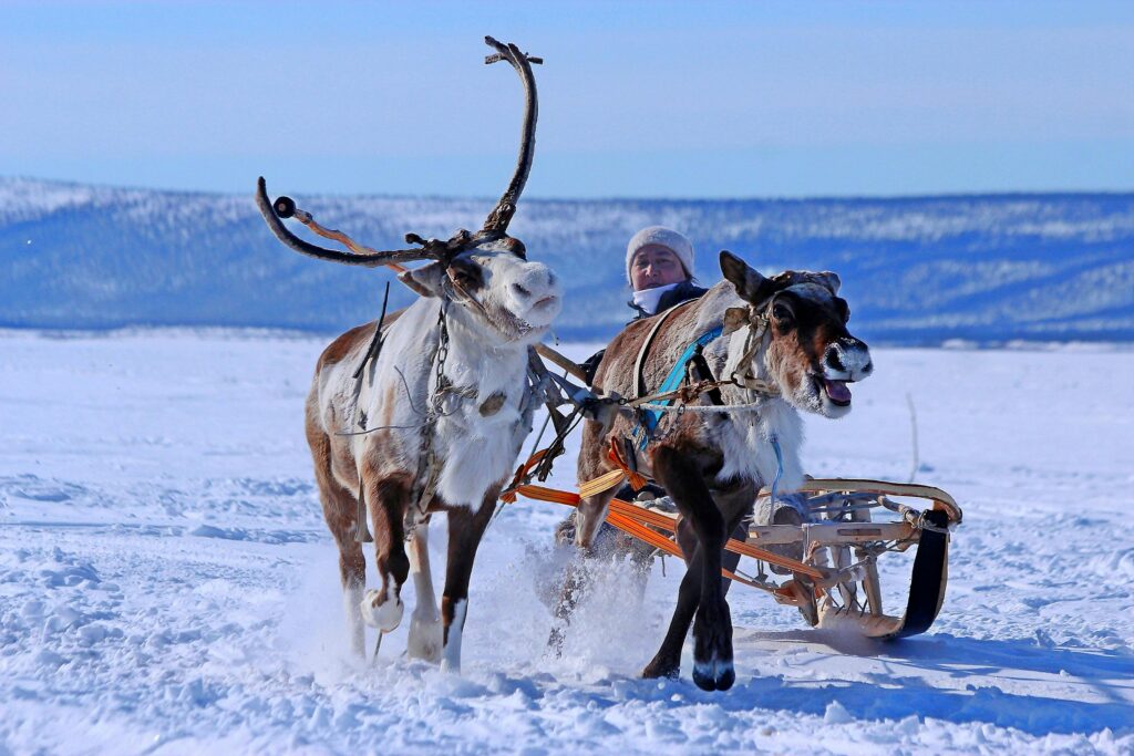 A man with two reindeer pulling a sled across a snowy terrain during winter.